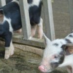Piglets