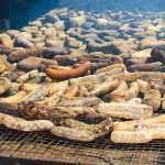Beche-de-mer harvest reopens