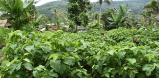 Farmers need more from MAL Kava Farm in Malaita