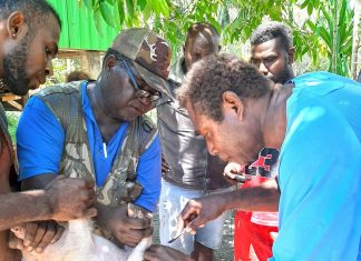 Poor husbandry practices behind death of 21 pigs at Aola: MAL