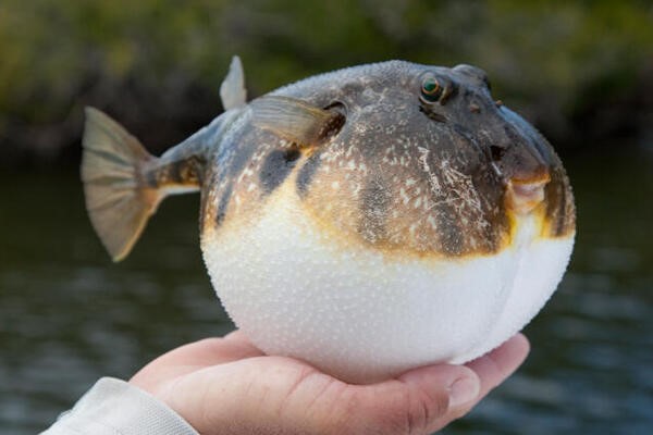 Laboratorium Bacteriën Vermelden Balloon fish' claims 2 lives – The Islandsun Daily News