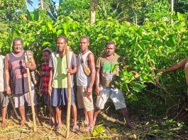 Huge Kava surge in South Guadalcanal