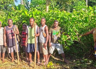 Huge Kava surge in South Guadalcanal