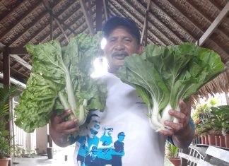 Bellona organic farmer in Honiara to promote harvest
