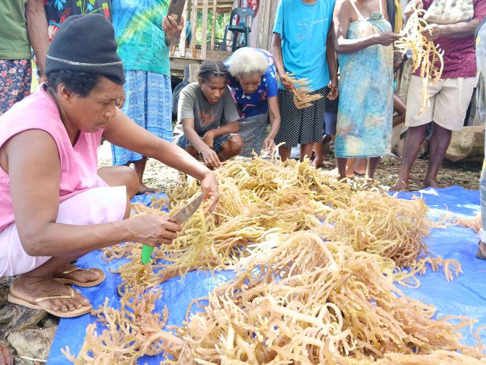 Members of Hepea community are preparing brown seaweed for nursery. (1)