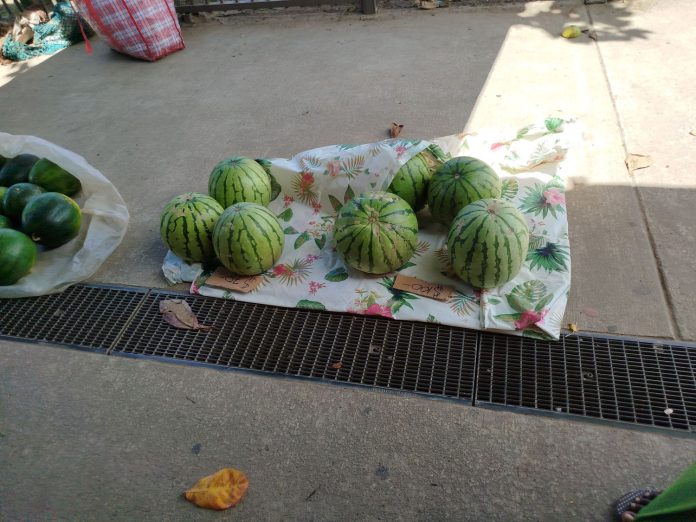 melon