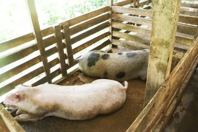 A breeding shelter for pigs