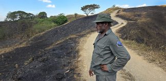 Fire destroys reforestation project at Bloody Ridge national park