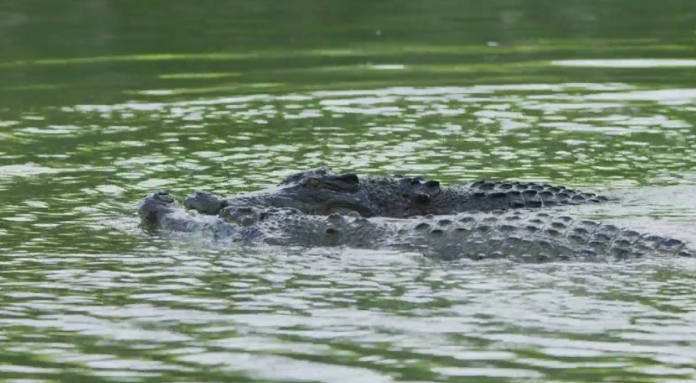Croc-2-1200x660