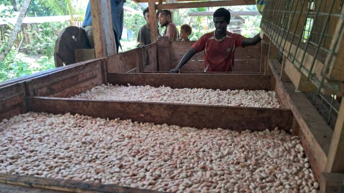 Laying of Freshly harvested wet cocoa beans by farmers, Photo credit- Franklyn Wasi